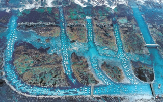 北三陸のウニ牧場